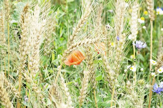 Wheat Field With CornFlower and Poppy Flower