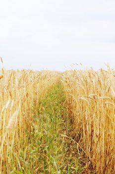 Photo of Wheat Field Landscape 