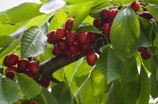 Red Cherry Branch Over Green Leaves