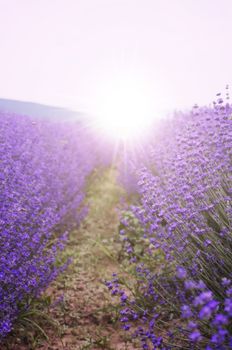 Photo of the Purple Lavender Blossom Field