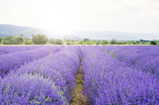 Photo of the Purple Lavender Blossom Field