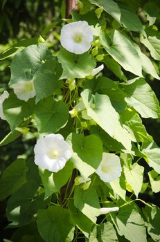 Spring or Summer Flower Over Natural Background