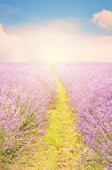 Photo of the Purple Lavender Blossom Field