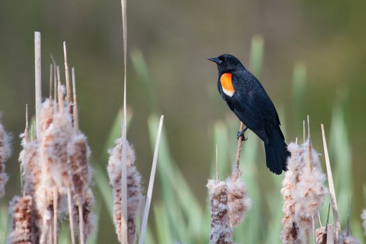 Male Red-winged Blackbird balances on a cat-tail