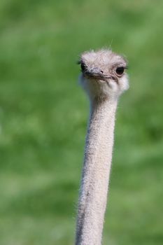 Happy ostrich walking around at the zoo.