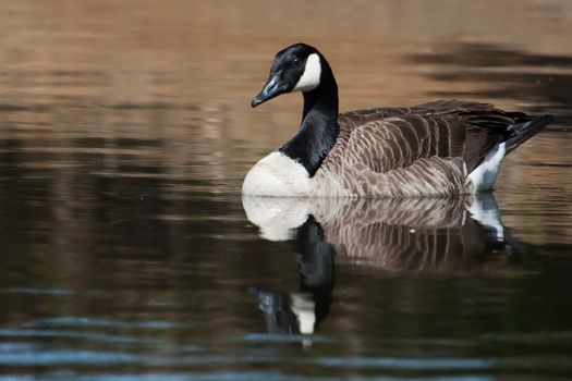 Canadian Goose swimming in a small pond.