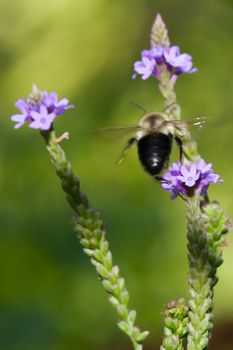 Golden Northern Bumblebee flying off of a Flower.