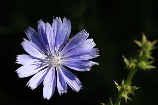 Chicory Flower in early morning sun with dark background
