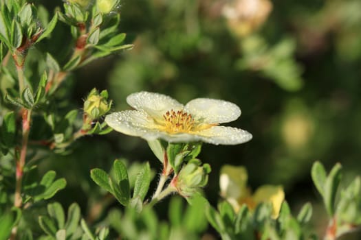 Cinquefoil Flower in early morning sun with dew