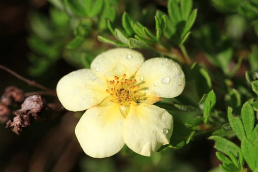 Cinquefoil Flower in early morning sun with dew
