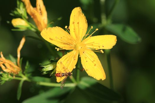 St. John's Wort Flower in early morning sun with fly