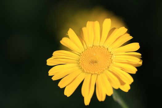 Yellow Daisy flower in morning sun with dark background