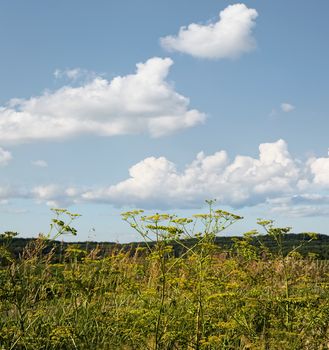 Wild fennel growing in field