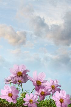 Cosmos flowers against a summer sky