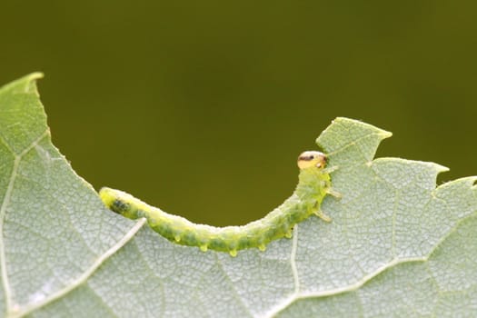 Caterpillar eats a green leaf