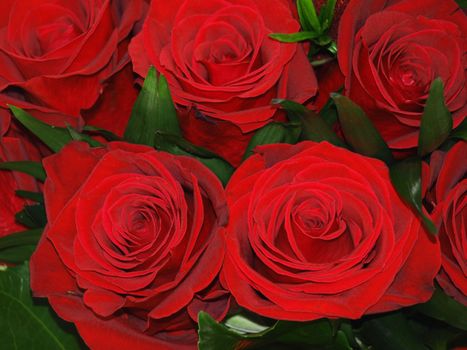 red roses for love      