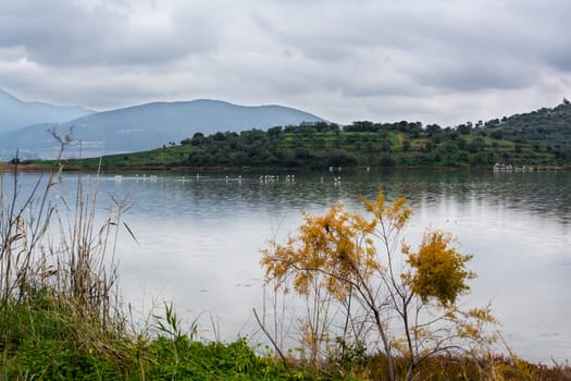 Flamingos in the Psifta lake