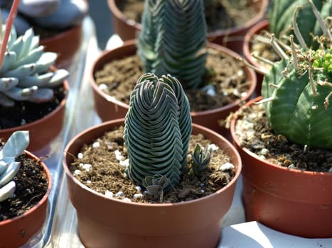 small cacti at the fair for sale       