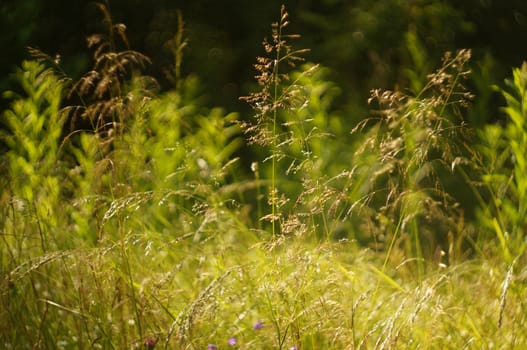  Blooming grass on a sunny meadow                              