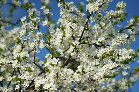 Blooming plum tree against the blue sky                               
