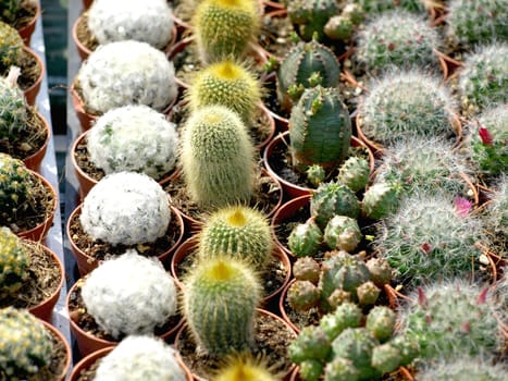 Colorful small cacti at the fair for sale       