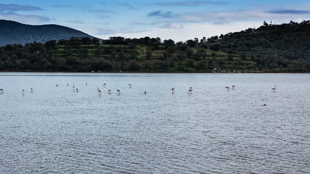 Flamingos in the Psifta lake