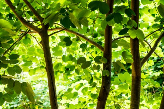 tree leaves and branch,under the tree shot