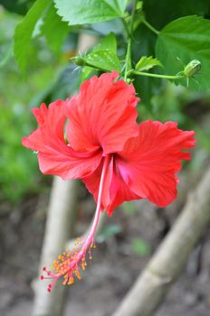 Red Hibiscus flower blossoms in the green surrounding