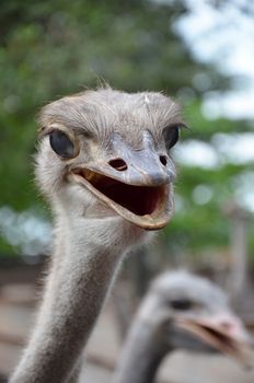 Wild ostrich stares into the camera with its curious gesture.