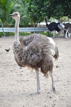 Ostriches in a farm in Johor, Malaysia