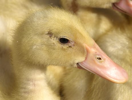 little yellow ducklings        