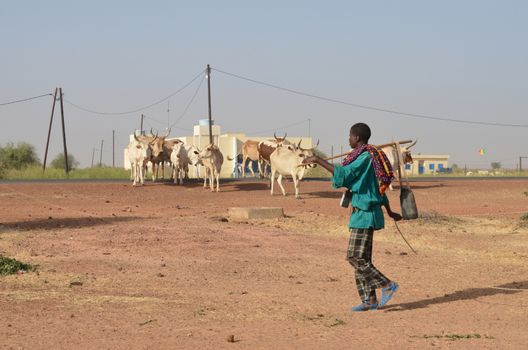 MATAM,SENEGAL-CIRCA NOVEMBER 2013:a shepherd of the tribes Peul grazes his cows in the region of Matam, Senegal Matam circa November 2013