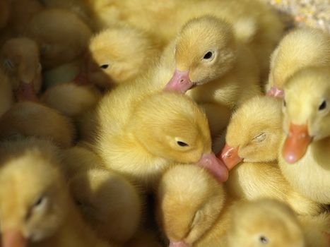 little yellow ducklings       