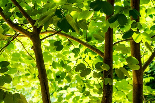 tree leaves and branch,under the tree shot