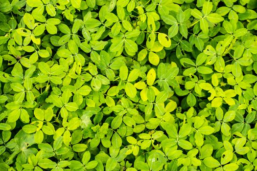 green leaves cover on the floor,shallow focus