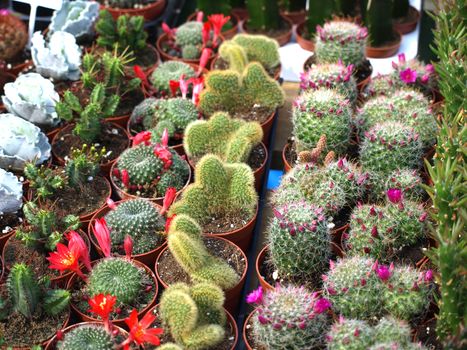 colorful small cacti at the fair for sale     