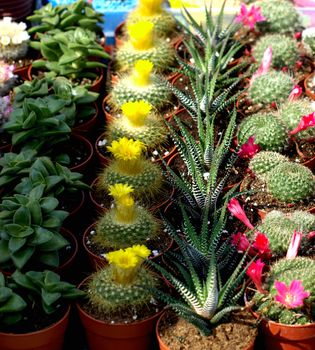 colorful small cacti at the fair for sale      