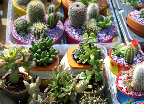 colorful small cacti at the fair for sale    