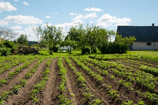 freshly plowed furrows of young green potatoes in garden