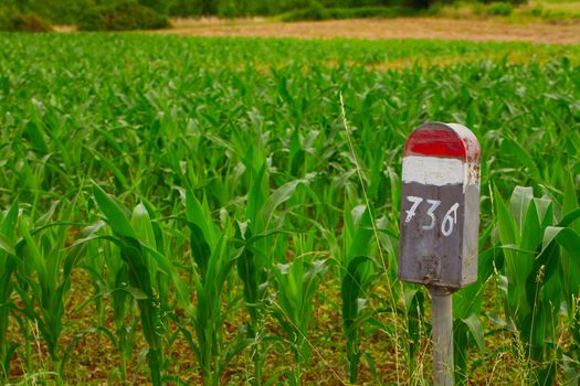 Pole with number 736 in a corn field