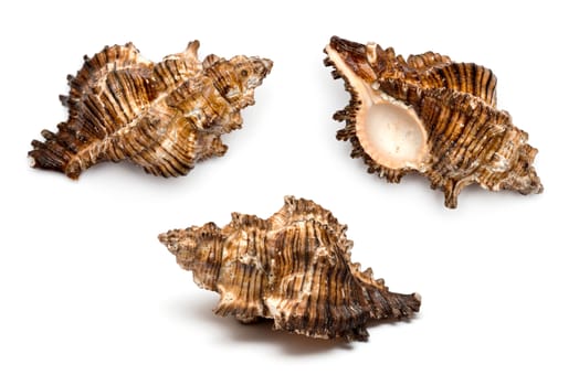 three sea shells on a white background