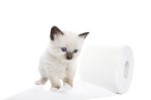 A purebred, Snowshoe Lynx-Point Siamese kitten playing with the toilet paper.  Shot against white background.