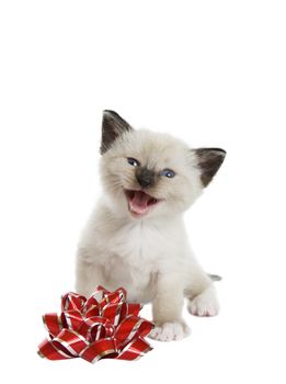 A little Siamese Snowshoe Lynx-point kitten singing a Christmas song.  Shot against white background.