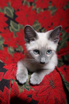 Small, lilac point siamese kitten on red poinsettia tapestry chair.