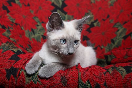 Small, lilac point siamese kitten on red poinsettia tapestry chair.