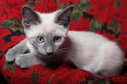 Sweet and innocent, lilac point Siamese kitten on red poinsettia tapestry chair.