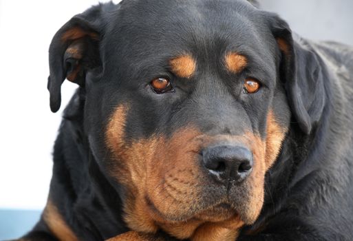 Portrait of a 3-year old purebred rottweiler waiting for her Dad to come home.