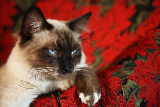 Eight month-old, male, Snowshoe Lynx Point Ragdoll Siamese on red poinsettia tapestry chair.