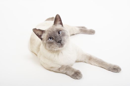 Male Lilac Point Siamese laying on a white background.