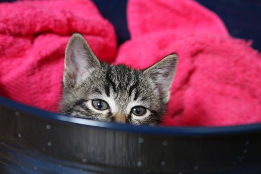 A curious little tabby kitten peeks over the side of his bed.